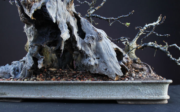 Crab Apple Bonsai Carving and Styling